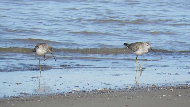 Stilt Sandpiper - ML382391831
