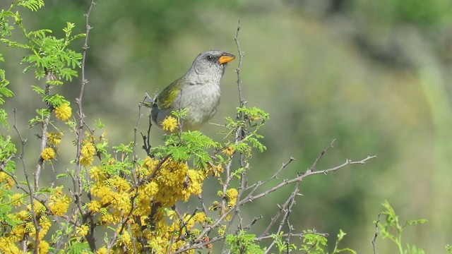 Great Pampa-Finch - ML382392131