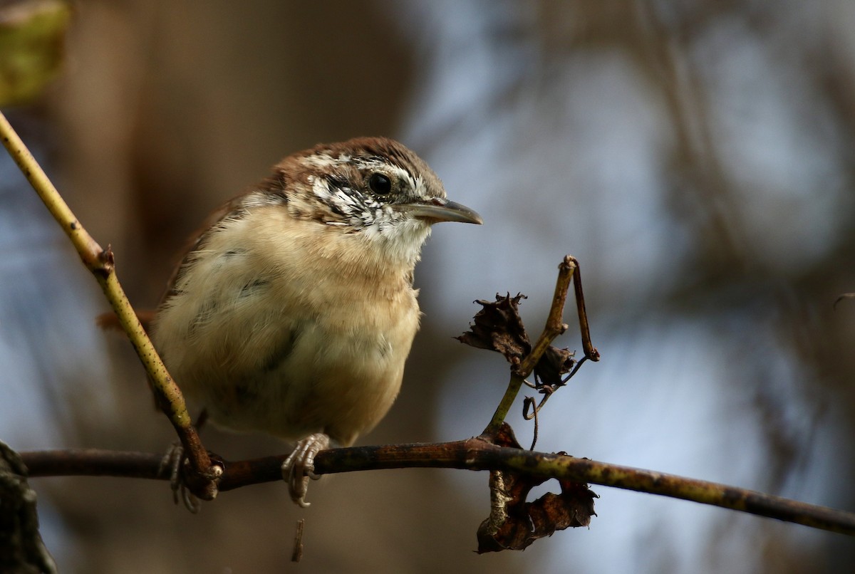 Carolina Wren - John Garrett