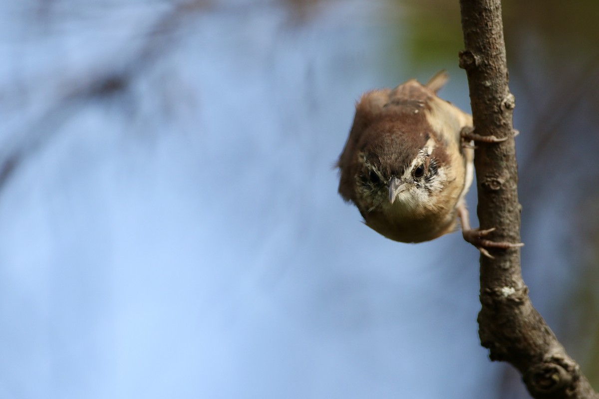 Carolina Wren - John Garrett