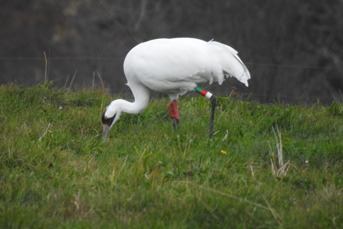 Grue blanche - ML382396831