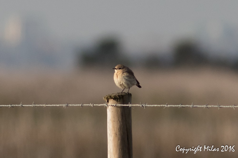 Northern Wheatear - ML38239921