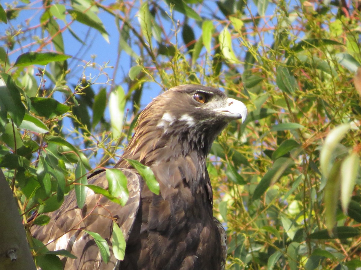 Águila Real - ML382399441