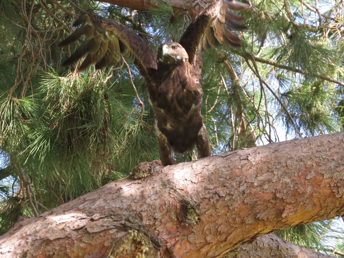 Golden Eagle - ML382399451