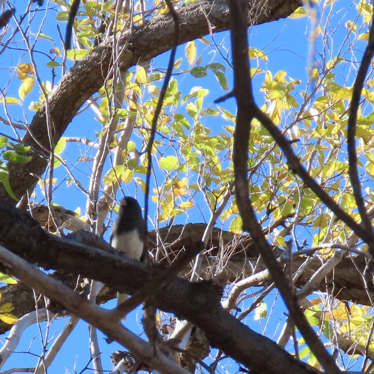 Dark-eyed Junco - ML382399851