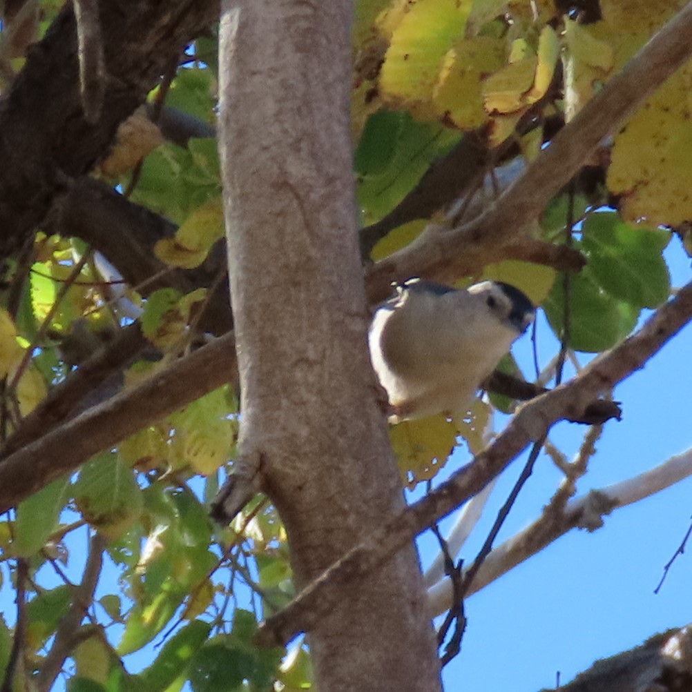 White-breasted Nuthatch - ML382399951