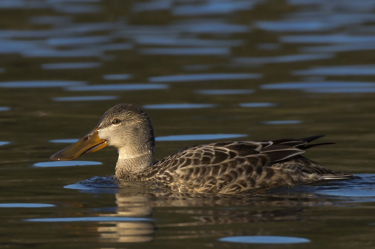 Northern Shoveler - ML382399971