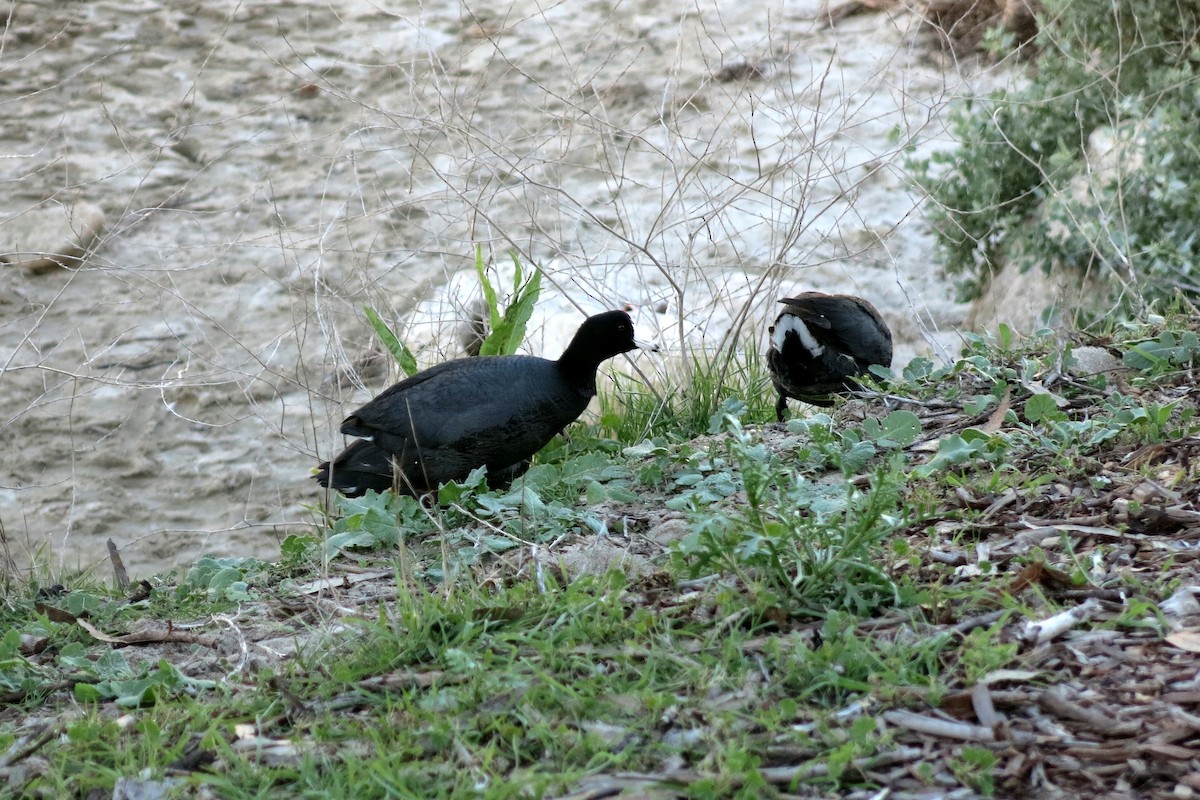 American Coot (Red-shielded) - ML38240181