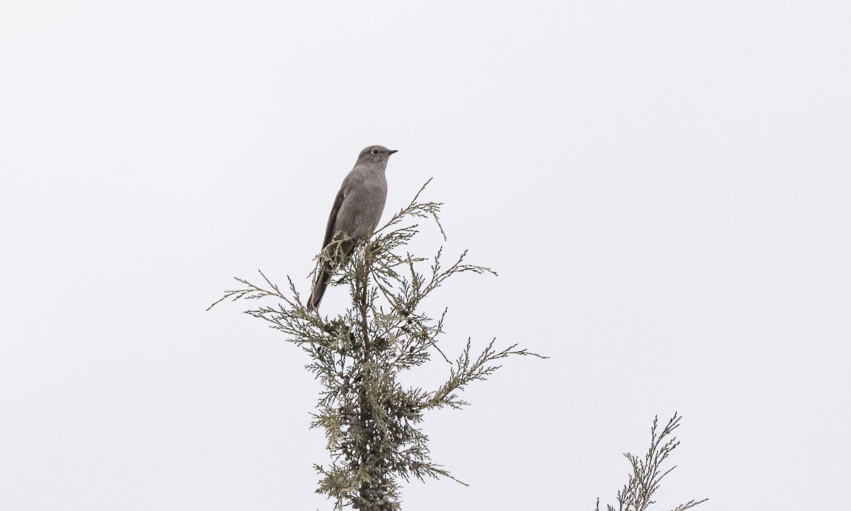 Townsend's Solitaire - ML382402871