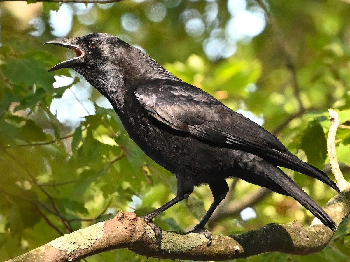 American Crow - ML382403281