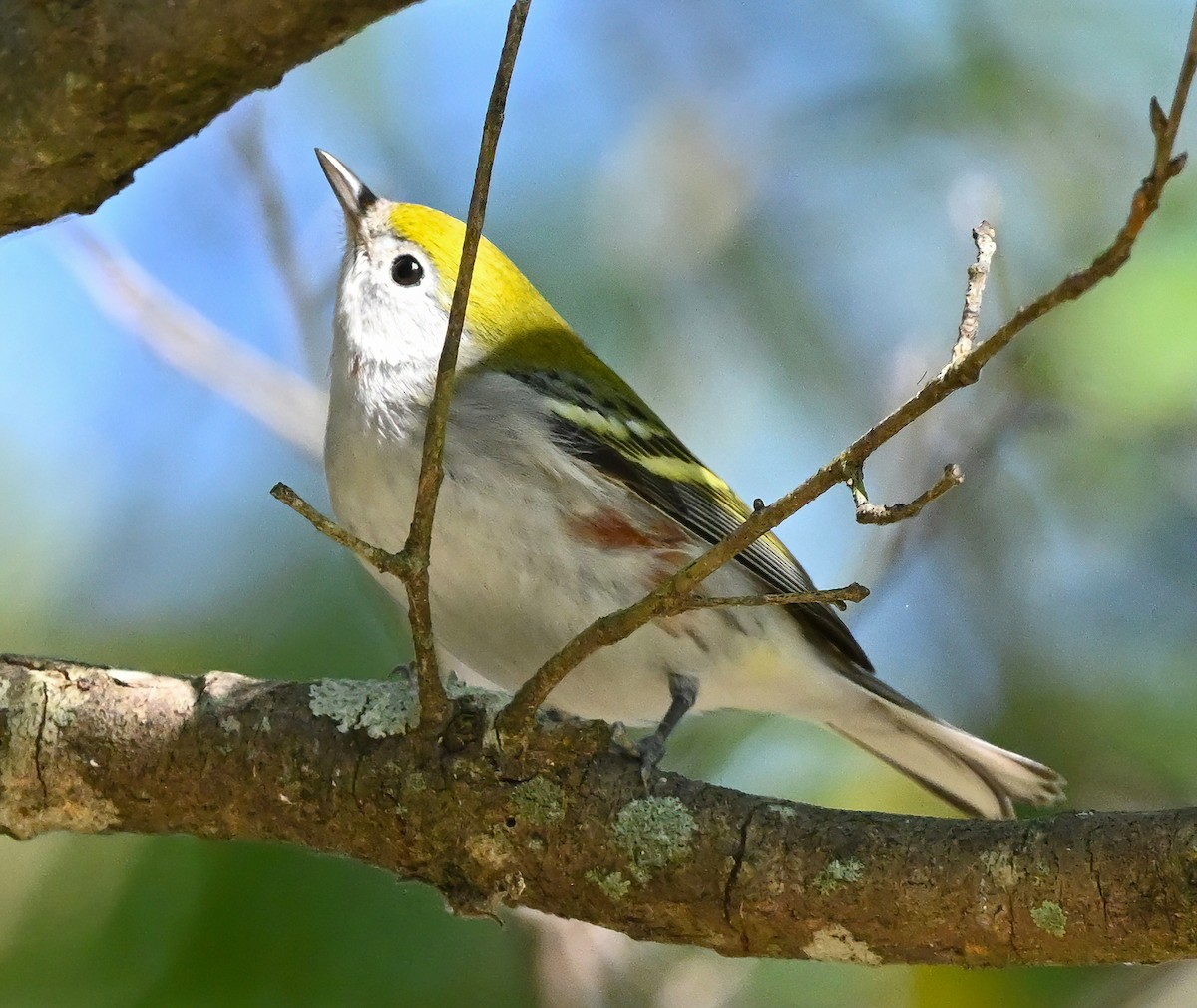 Chestnut-sided Warbler - ML382403451