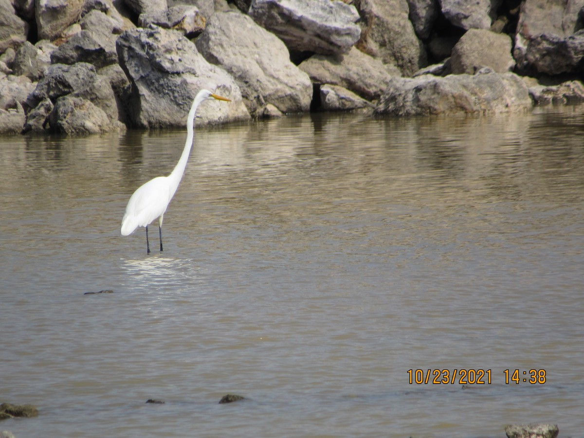 Great Egret - Vivian F. Moultrie