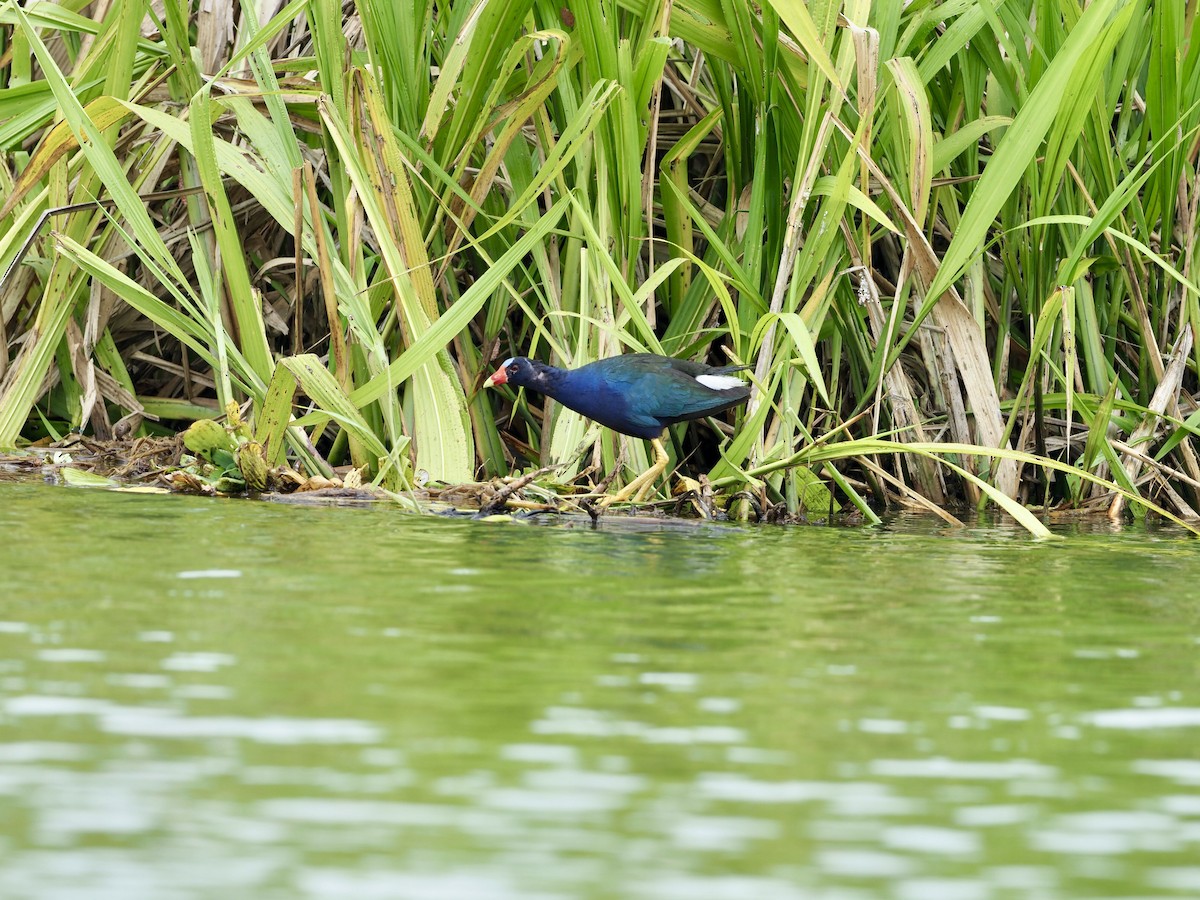 Purple Gallinule - ML382404861