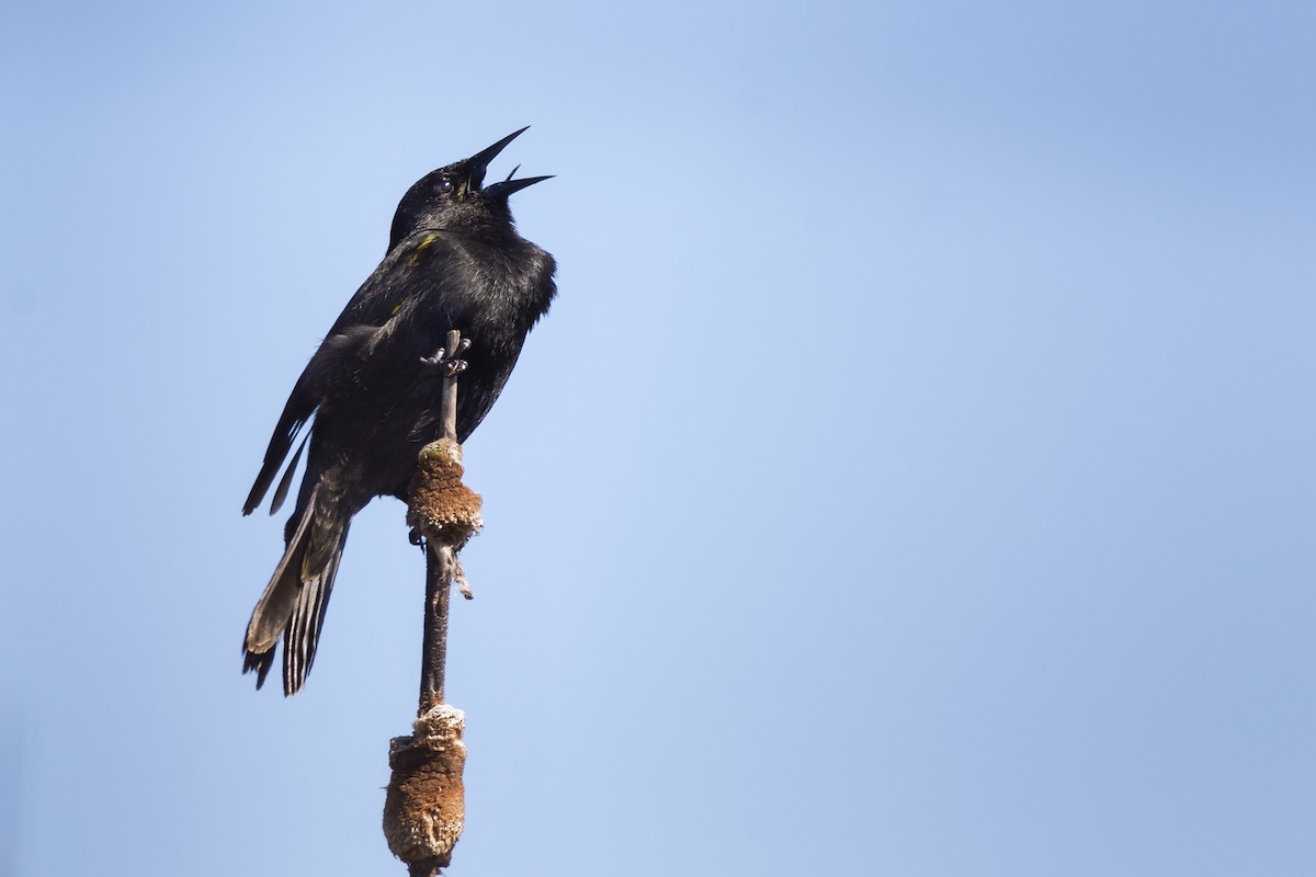 Yellow-winged Blackbird - ML382406761