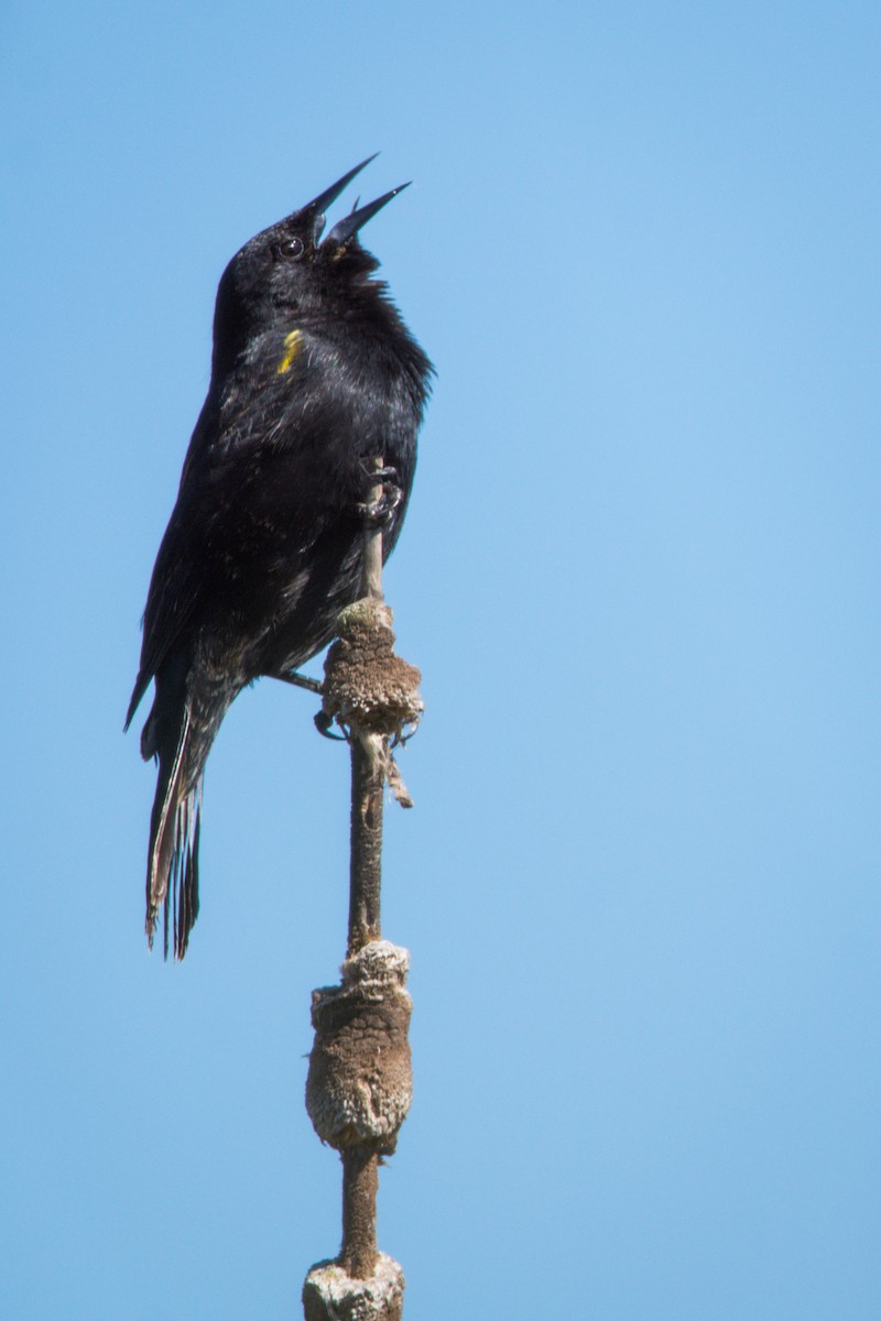 Yellow-winged Blackbird - ML382406791