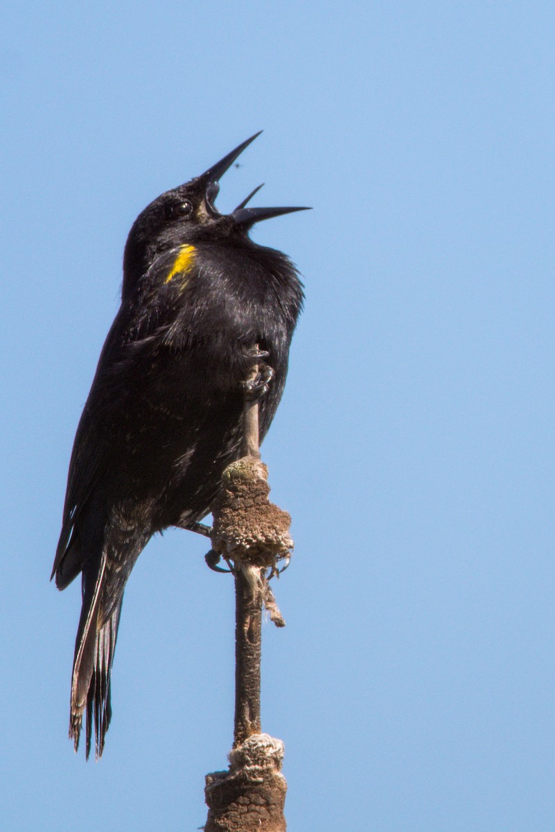 Yellow-winged Blackbird - ML382406811