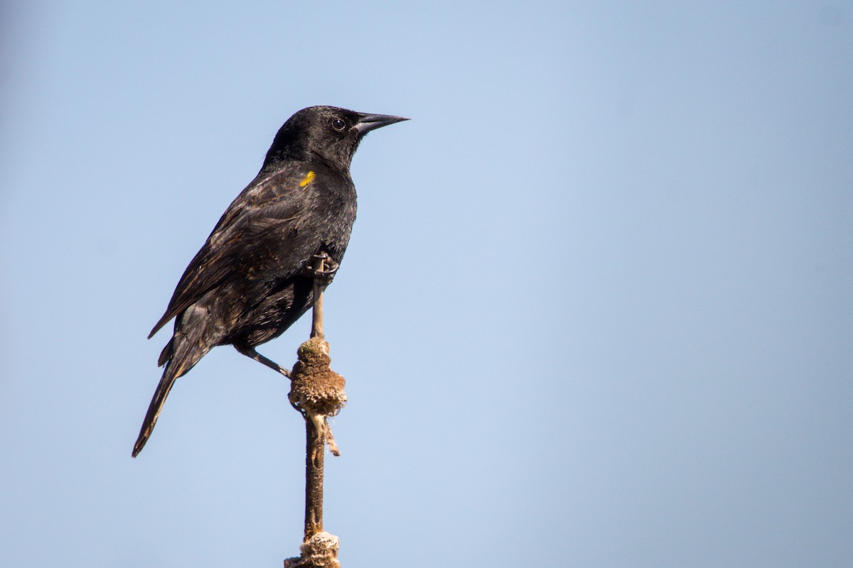 Yellow-winged Blackbird - ML382406891