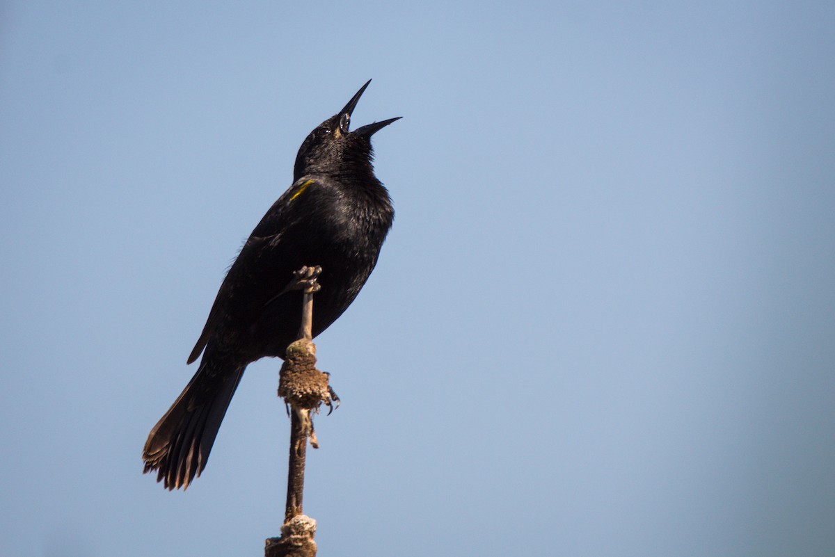 Yellow-winged Blackbird - ML382406991