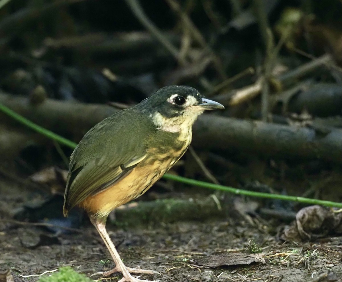 White-lored Antpitta - Sherry Lane