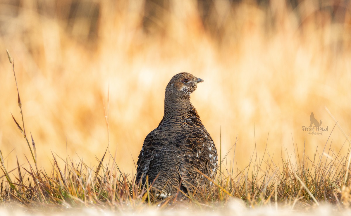 Spruce Grouse - Michelle Schreder