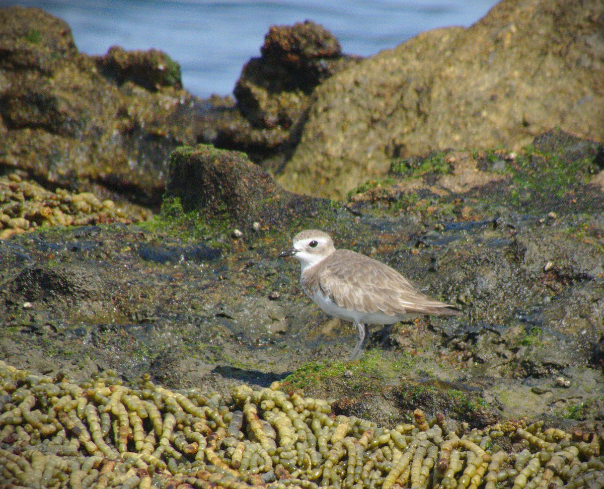 Siberian Sand-Plover - Kent Warner