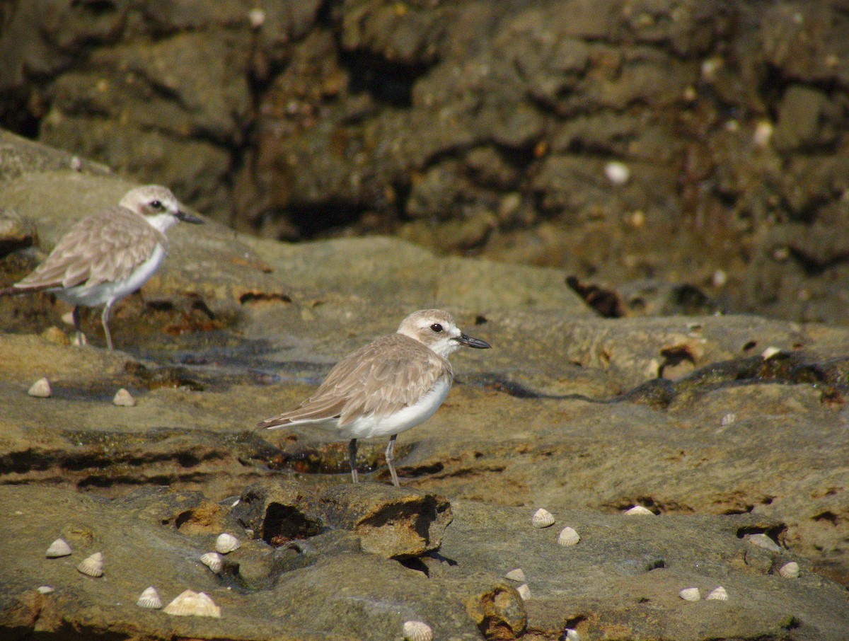 Greater Sand-Plover - ML382410241