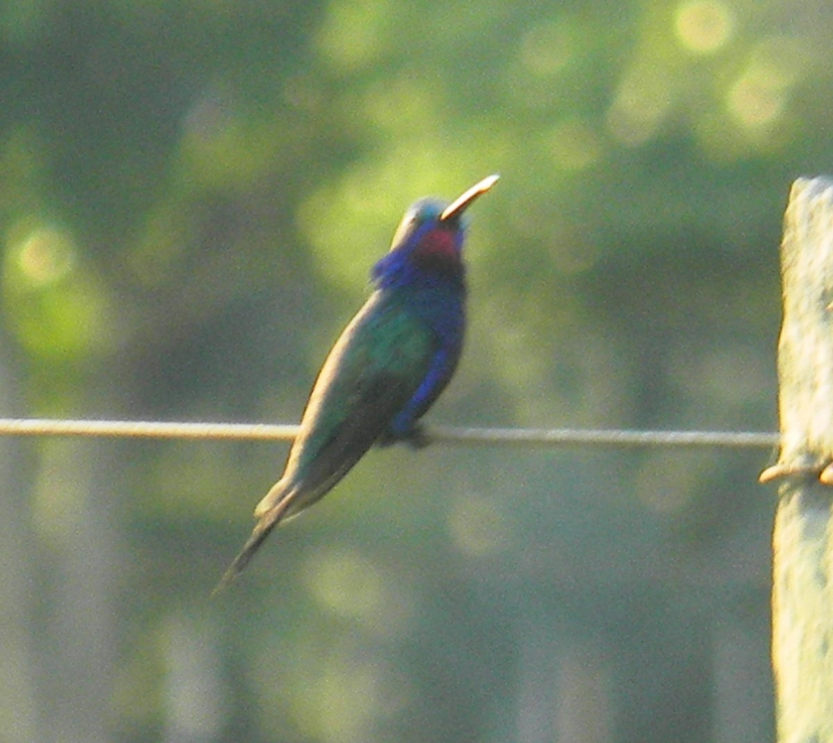 kolibřík cerradový - ML382410541