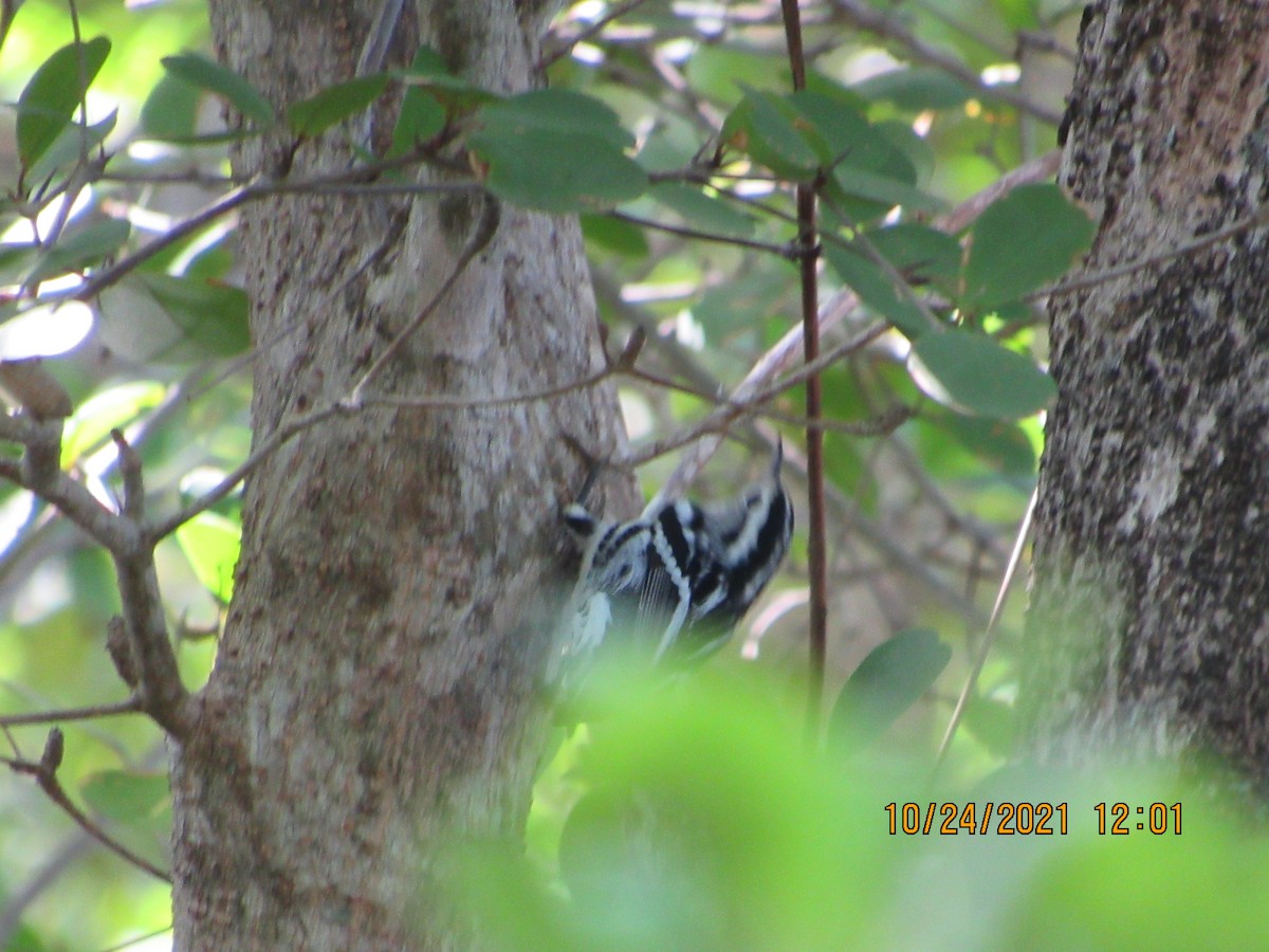 Black-and-white Warbler - Vivian F. Moultrie