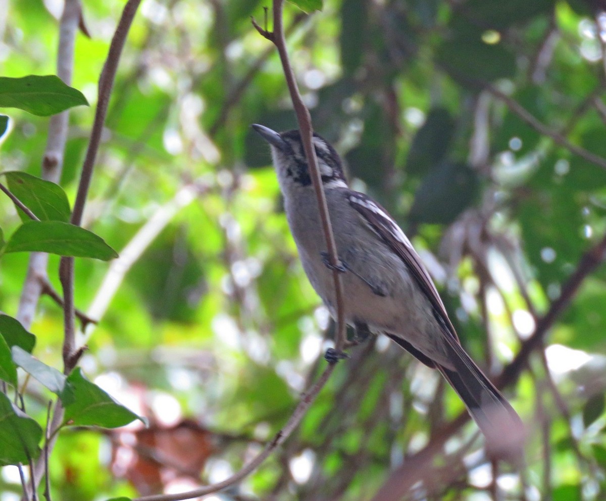 White-eared Monarch - ML382414631