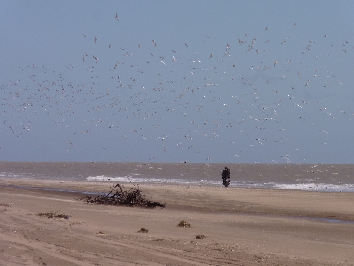 South American Tern - Alejandro Mouchard