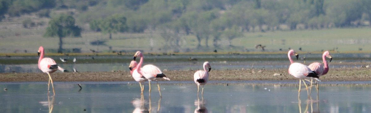 Andean Flamingo - ML382418081