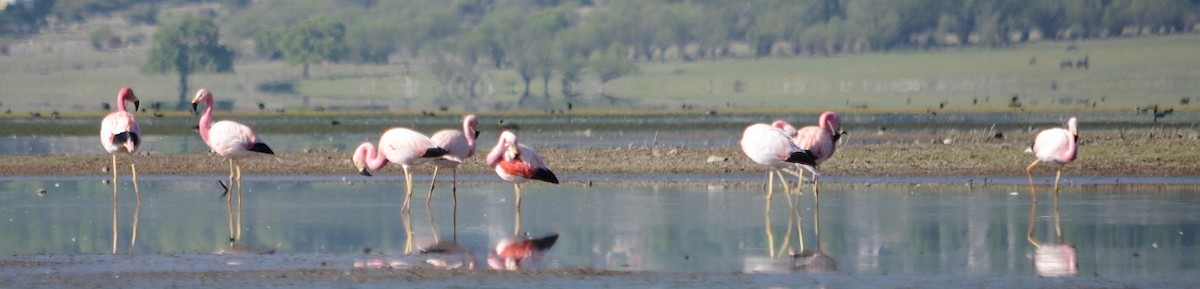 Andean Flamingo - ML382418091