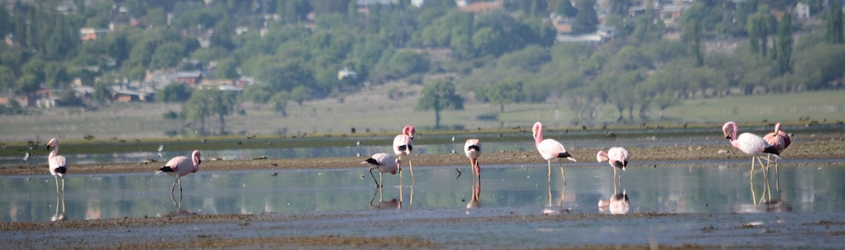 Andean Flamingo - ML382418101