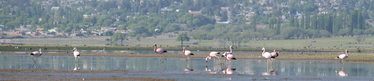 Andean Flamingo - ML382418111