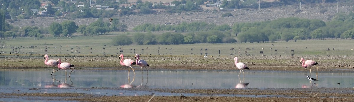 Andean Flamingo - ML382418131
