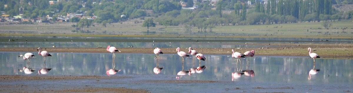 Andean Flamingo - ML382418141