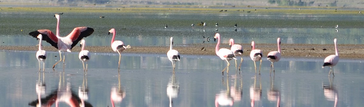 Andean Flamingo - ML382418151