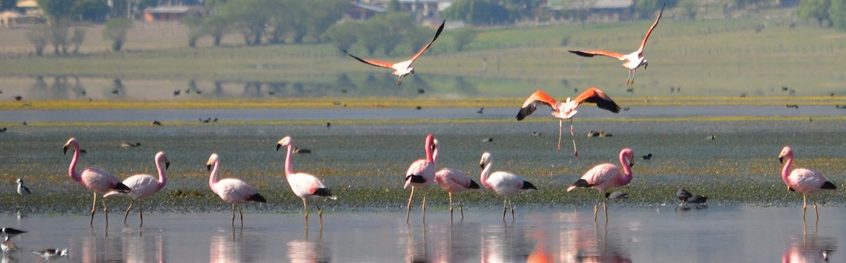 Andean Flamingo - ML382418161