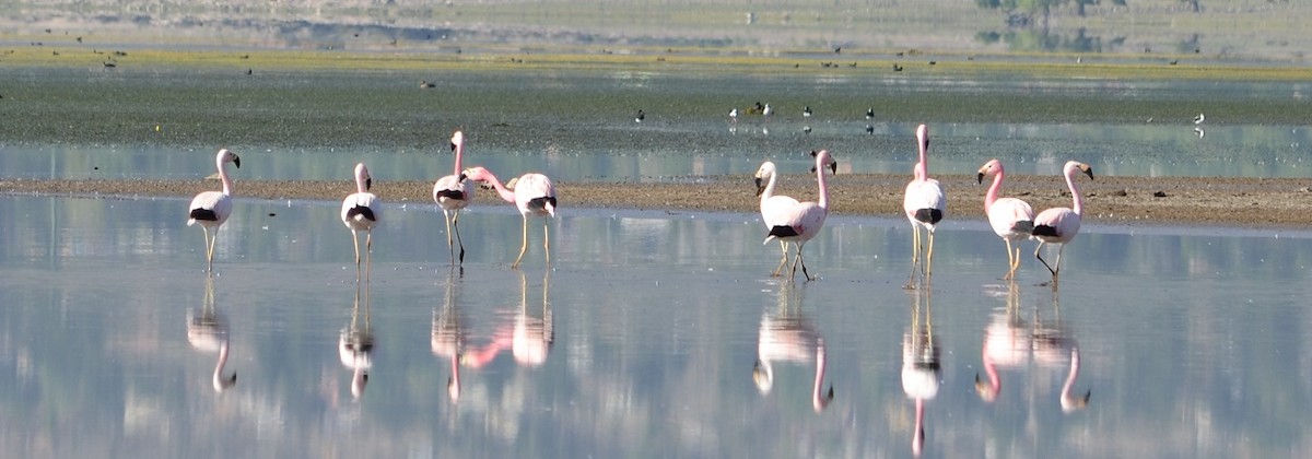 Andean Flamingo - ML382418171