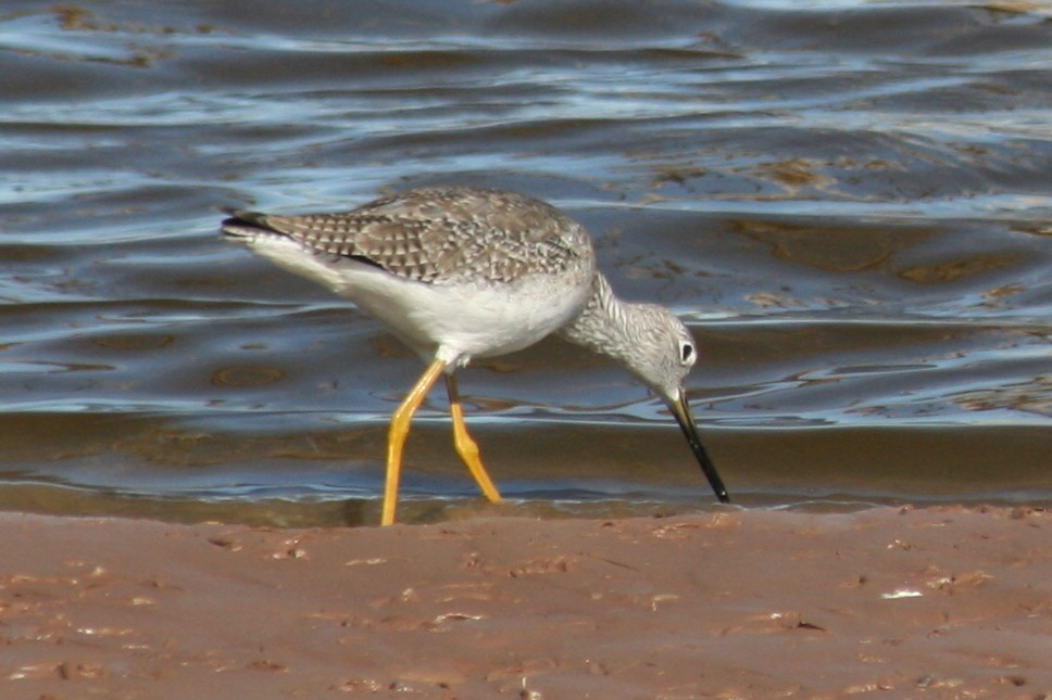 Greater Yellowlegs - Jeffrey Fenwick