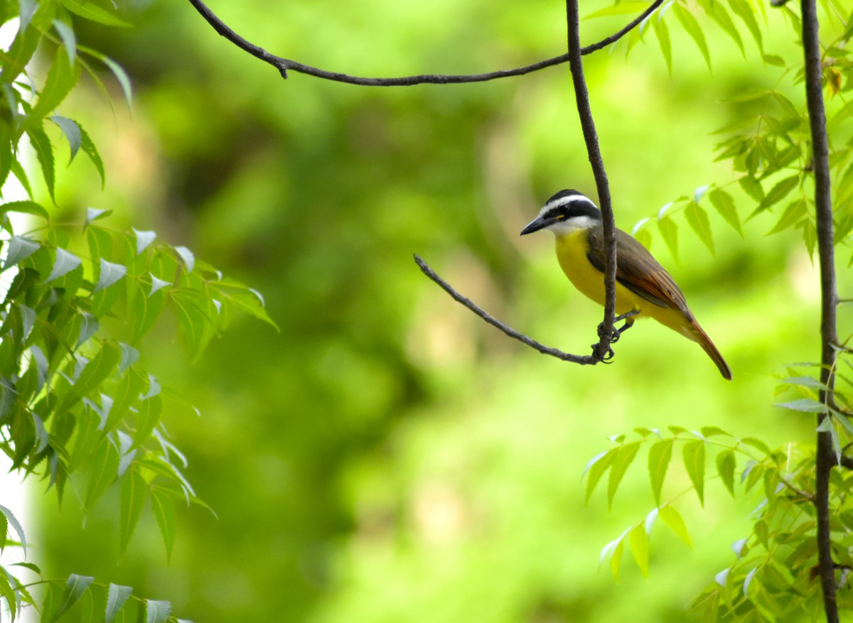 Great Kiskadee - ML382418931