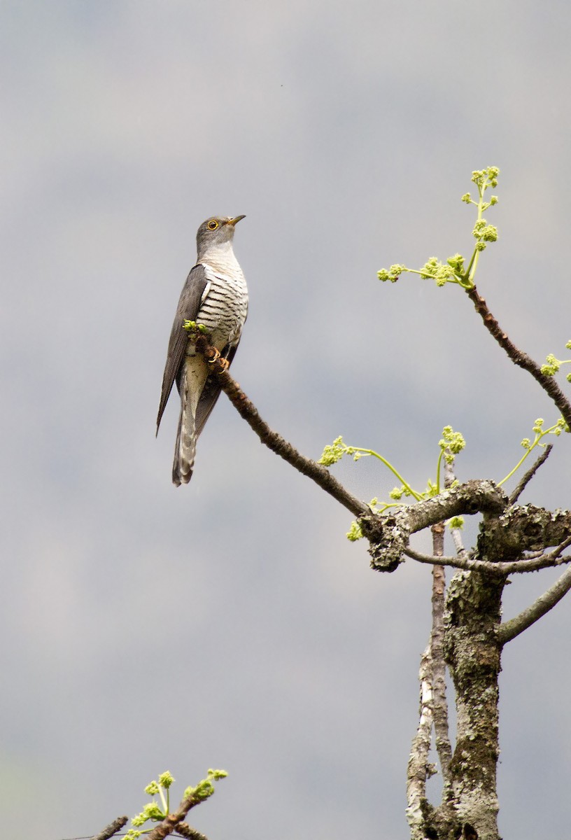 Lesser Cuckoo - Peter Candido