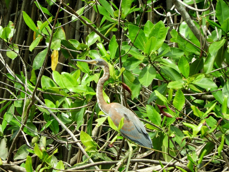 Tricolored Heron - ML382421211