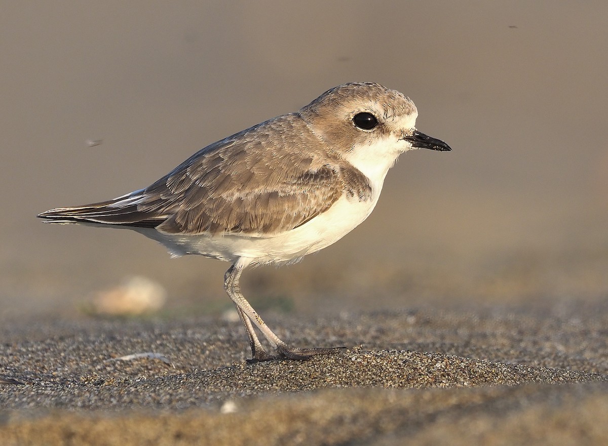 Snowy Plover (nivosus) - ML382421601