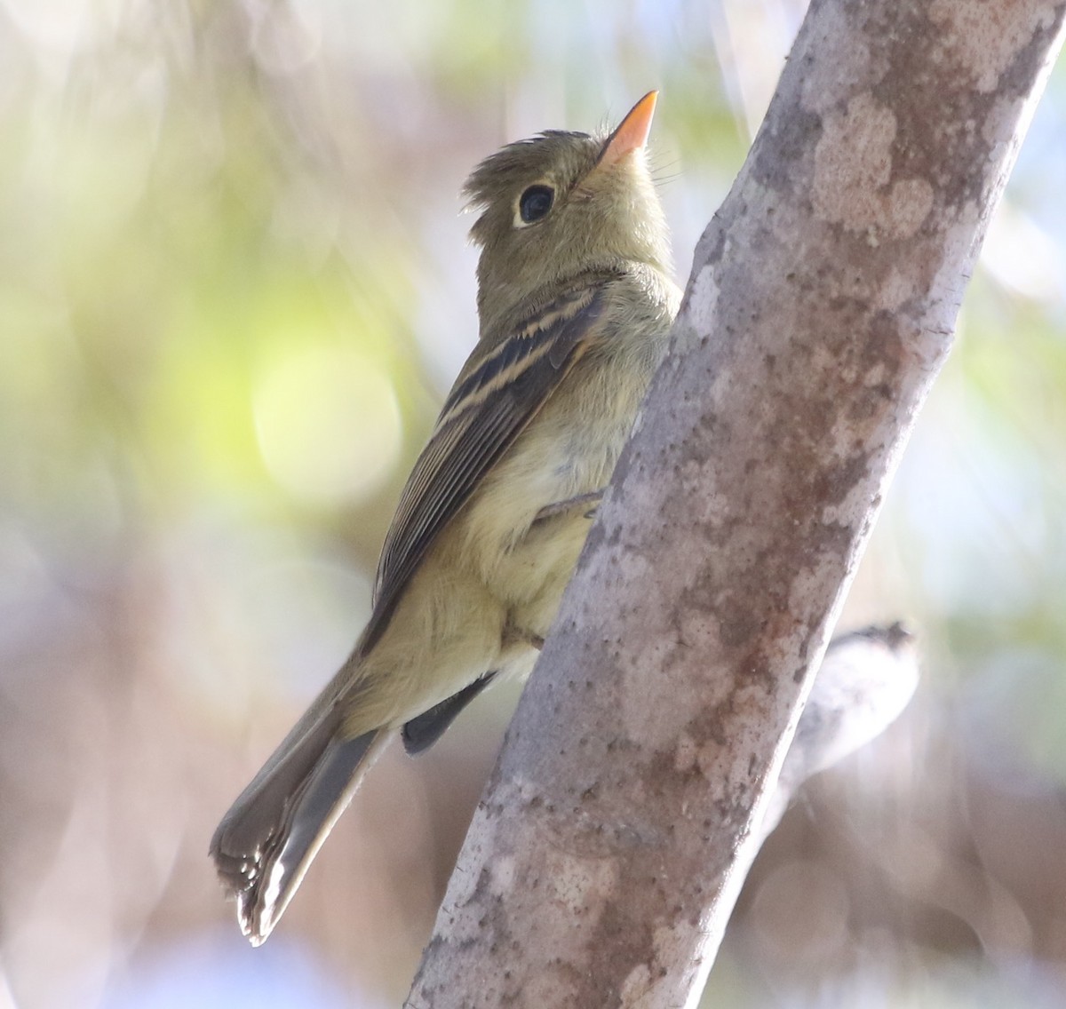 Western Flycatcher (Pacific-slope) - ML382421901