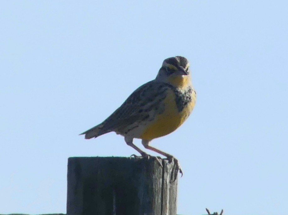 Western Meadowlark - ML382422511