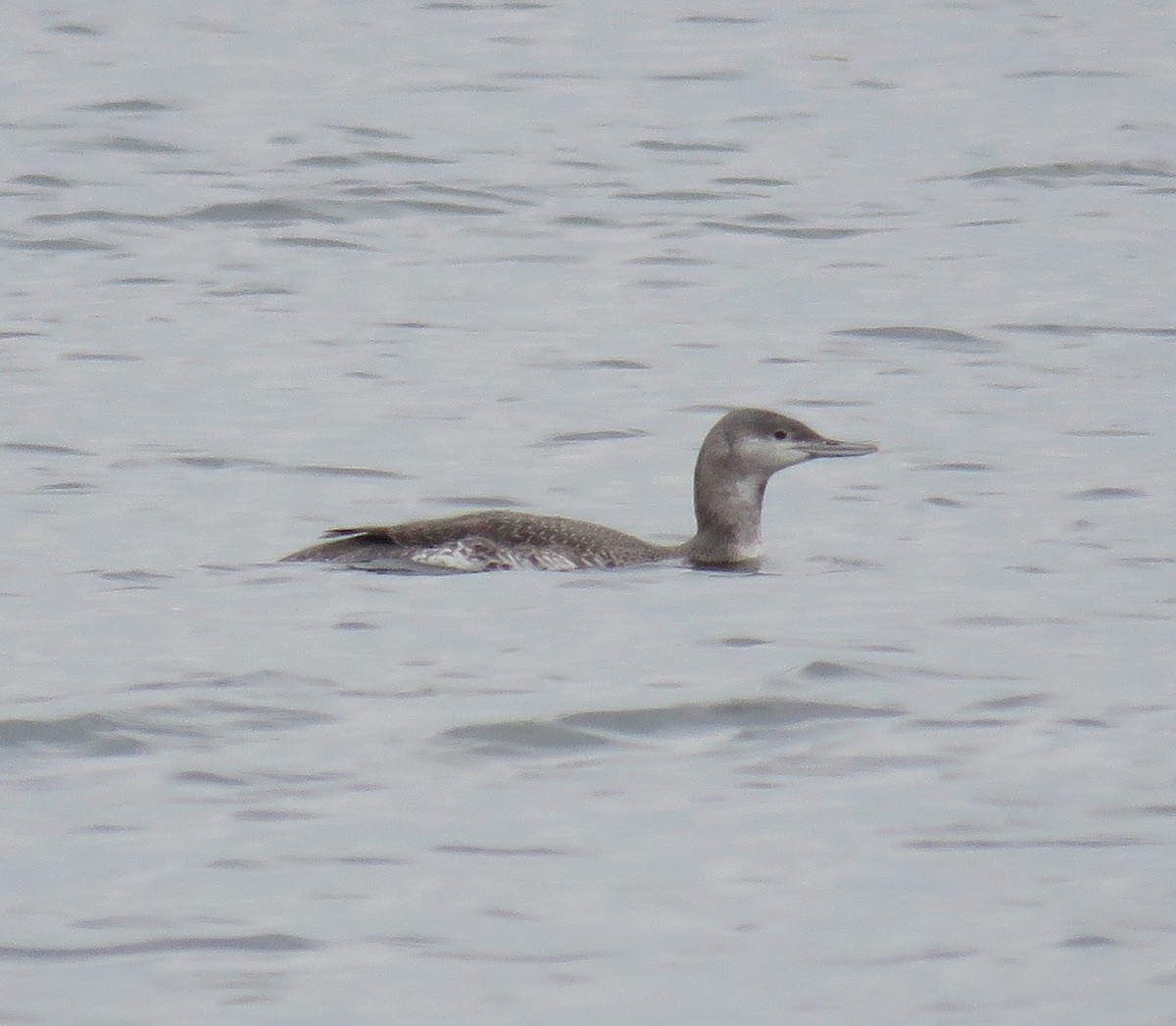 Red-throated Loon - ML382422521