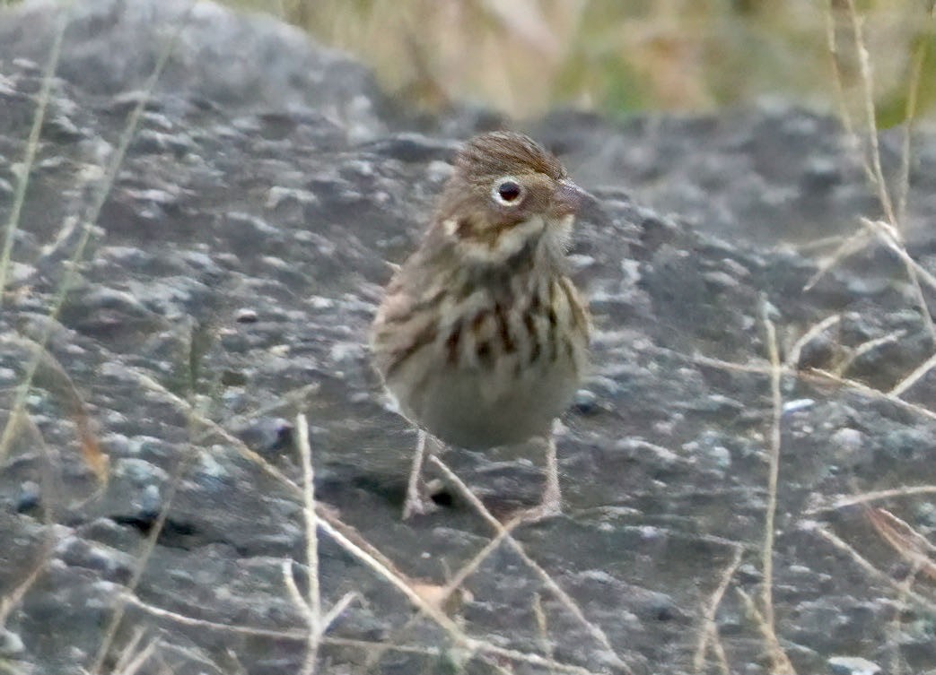 Vesper Sparrow - ML382423101