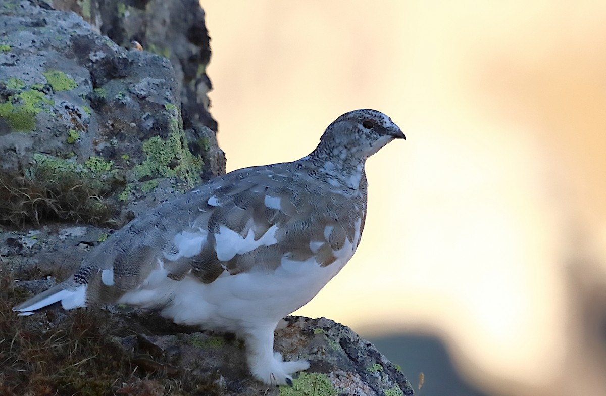 Rock Ptarmigan - ML382423131