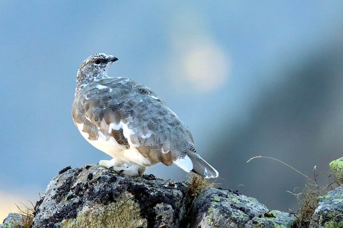 Rock Ptarmigan - ML382423151